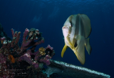 Philippines 2023 - Tubbataha - DSC07333  Longfin spadefish - Platax à longues nageoires  Platax teira